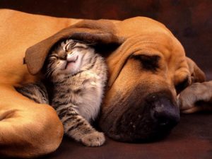 dog_and_cat