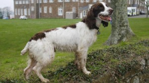 eddie the sniffer dog