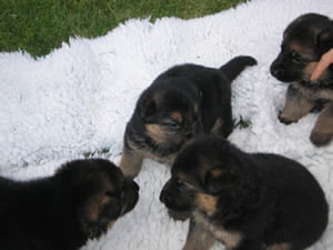 buying-a-puppy