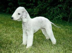 bedlington-terrier