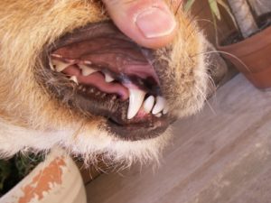 clean dogs teeth