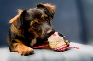 dog chewing a chew toy