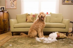Dog chews furniture
