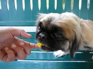 feeding food to a dog