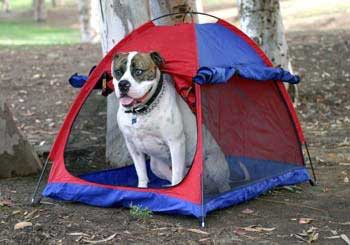 Camping-Dog