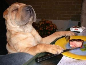 dog eating from the dinner table