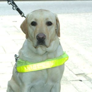 vinnie the guide dog