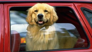 dog-in-car
