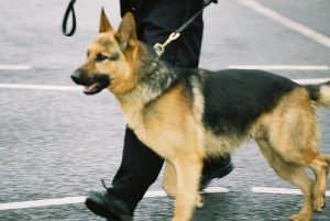 police dog police dog