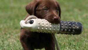 puppy-training-class