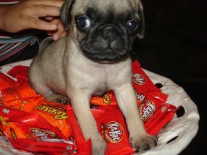 house train a puppy house train a puppy