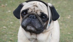 Pets-Get-On-the-Dog-and-Bone