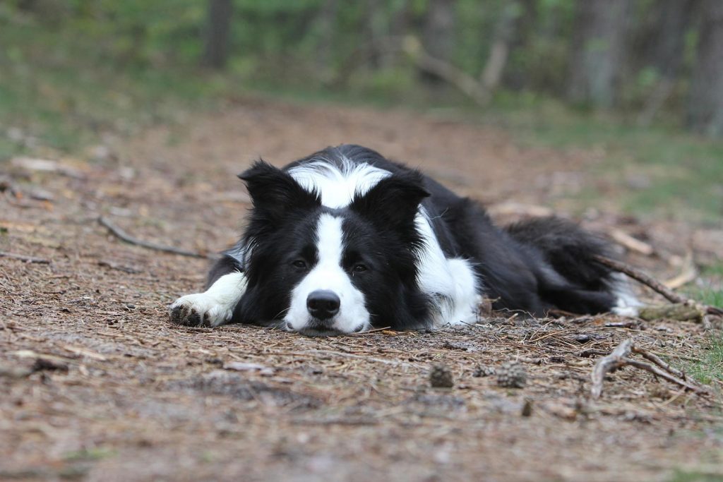 Border Collie Breed Profile - Dream Dogs