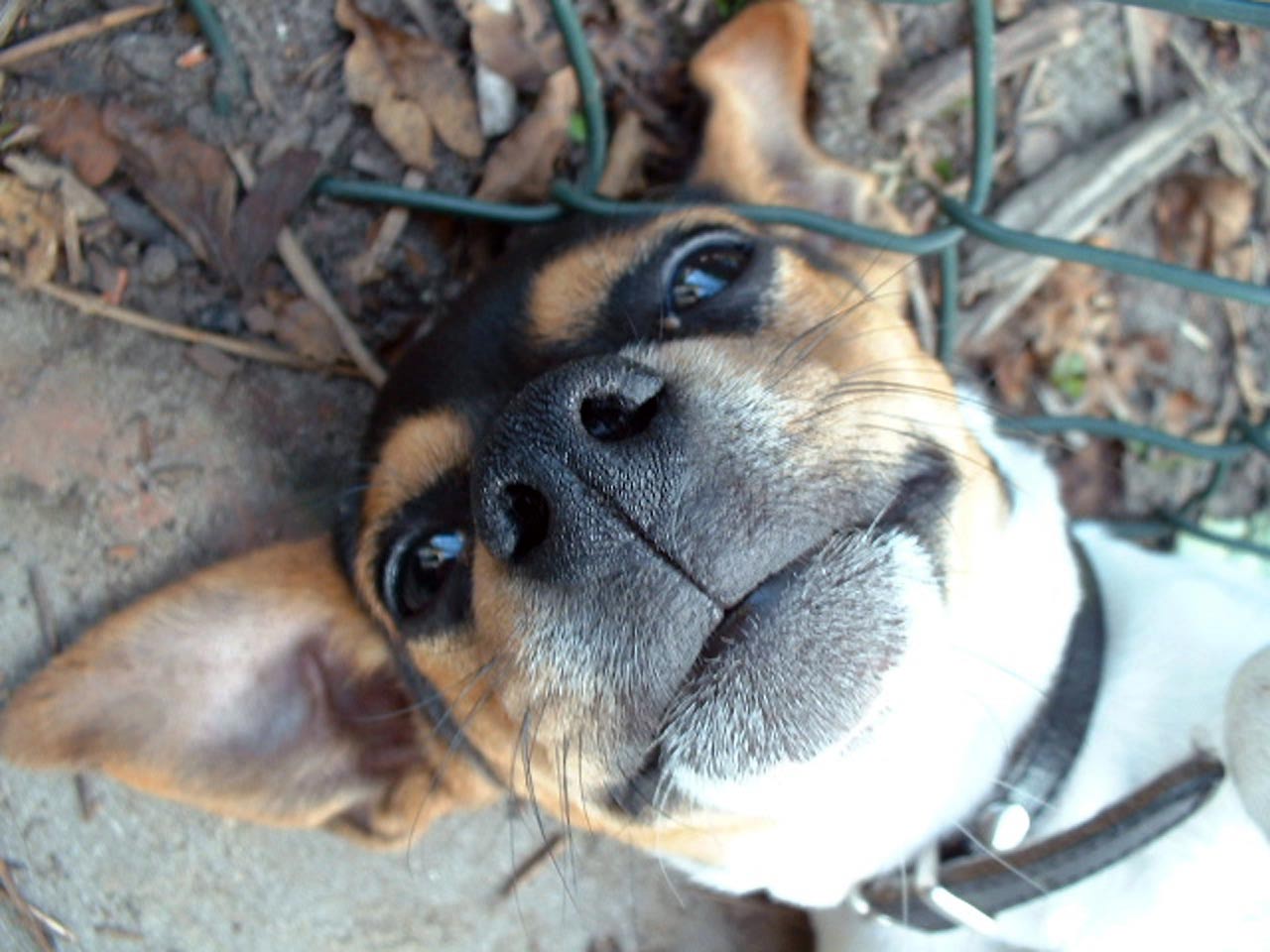 Jack Russell