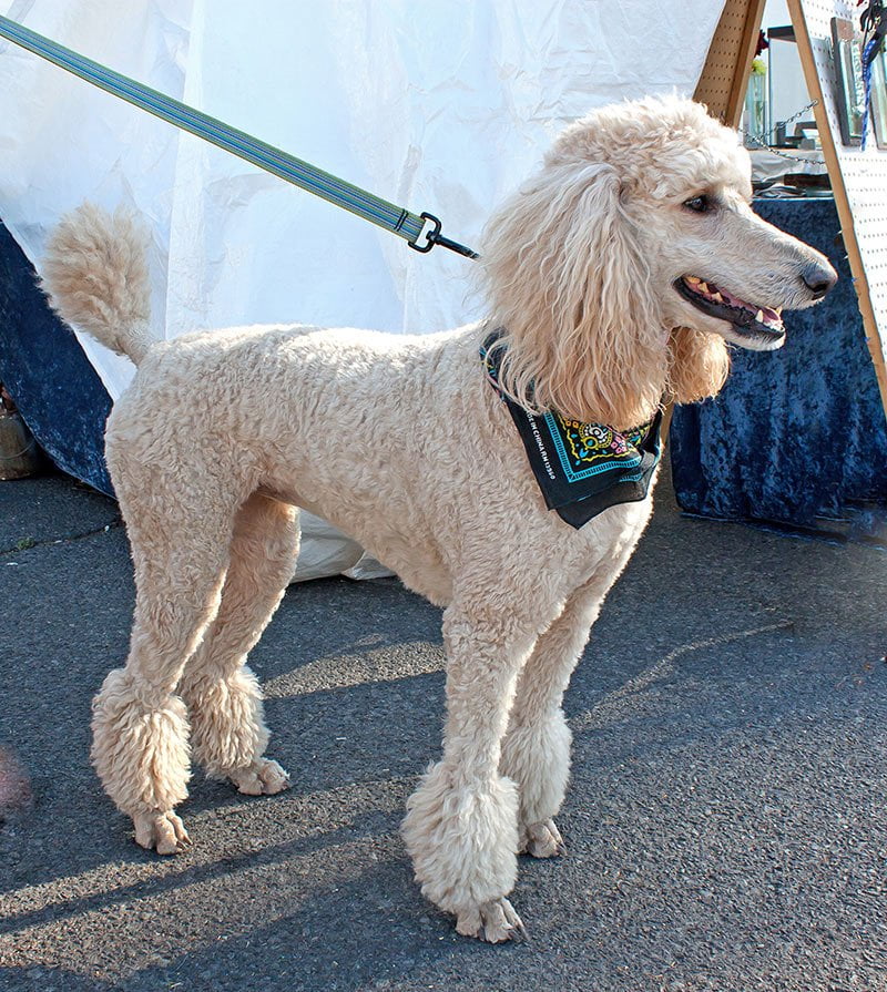 Standard Poodle Ungroomed Poodle Breed Profile Anjing Retriever