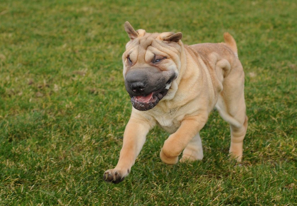Shar Pei Breed Profile Dream Dogs