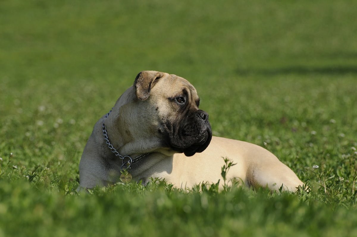 Bullmastiff Breed Profile Dream Dogs