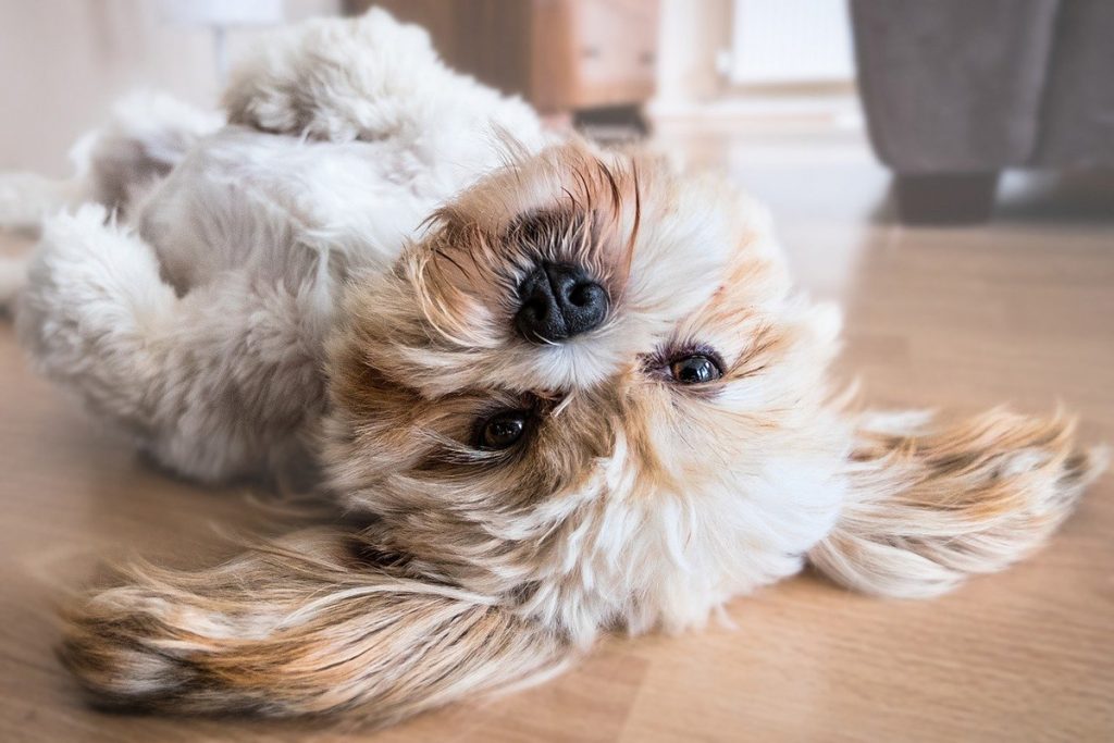 lhasa-apso-breed-profile-dream-dogs