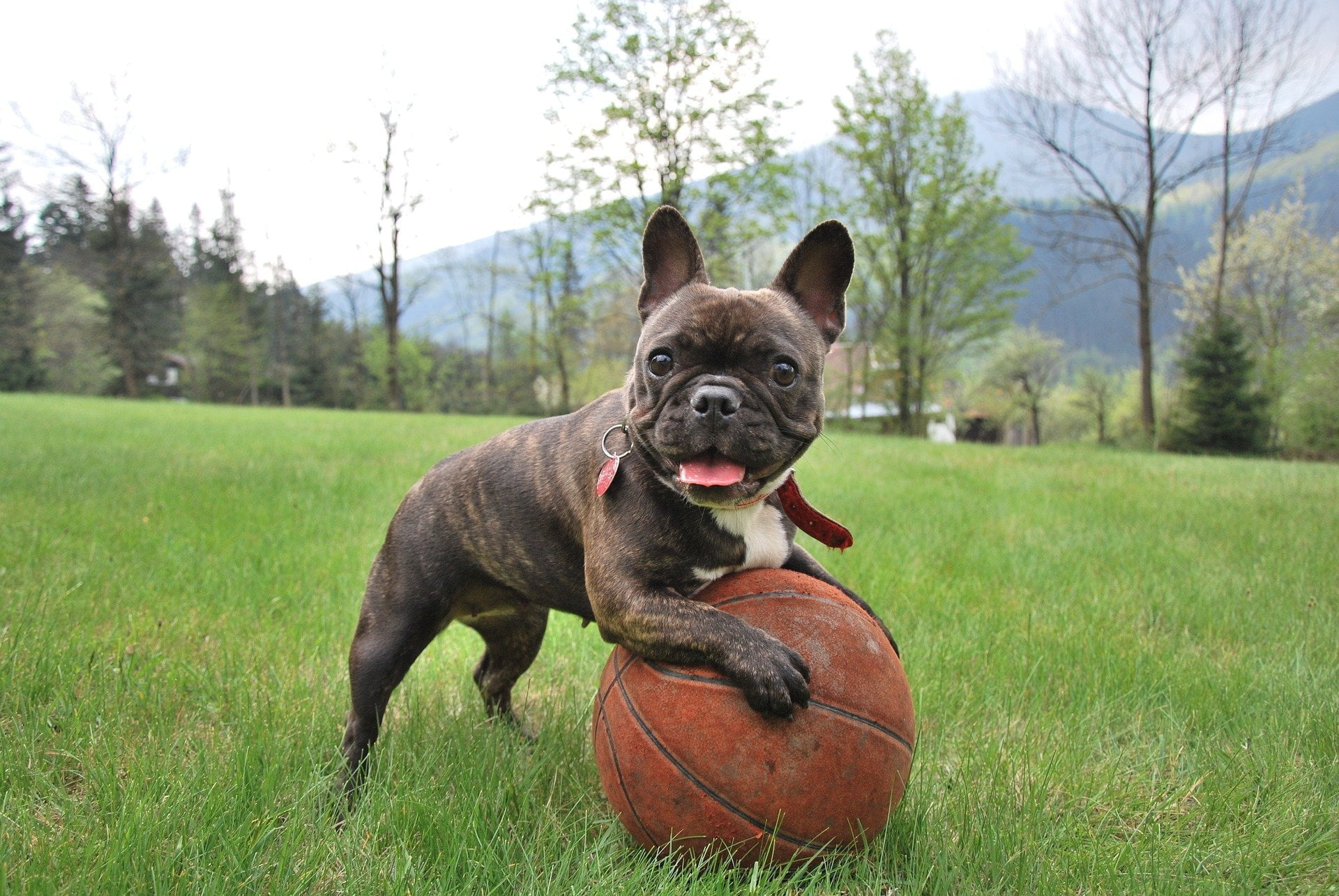 French Bulldog Stud Dogs