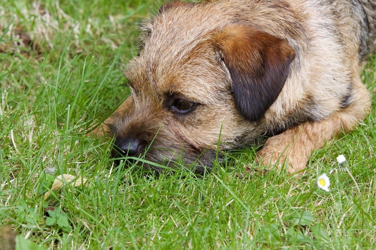 Border Terrier Breed Profile Dream Dogs