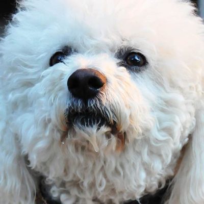 Bichon Frise