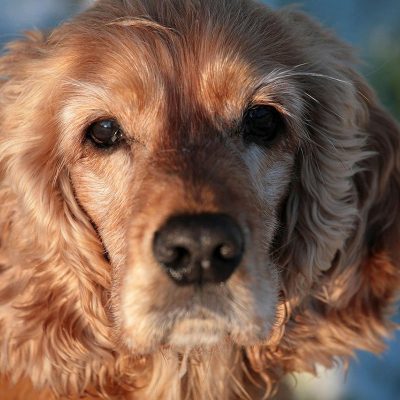 Cocker Spaniel Stud Dogs