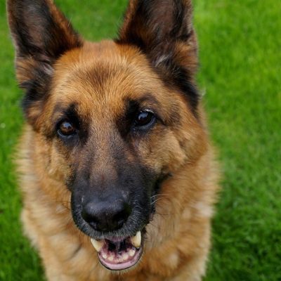 German Shepherd Stud Dogs