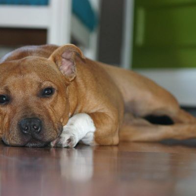 Staffordshire Bull Terrier Stud Dogs