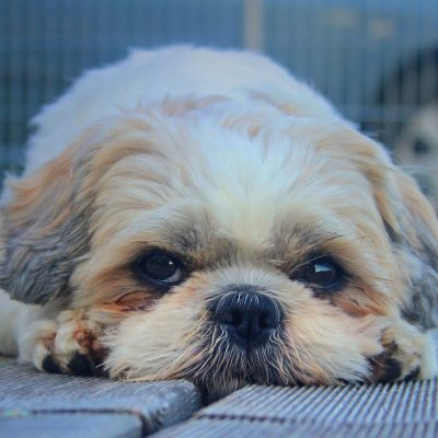 Shih Tzu