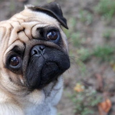 Pug