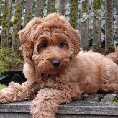 Labradoodle